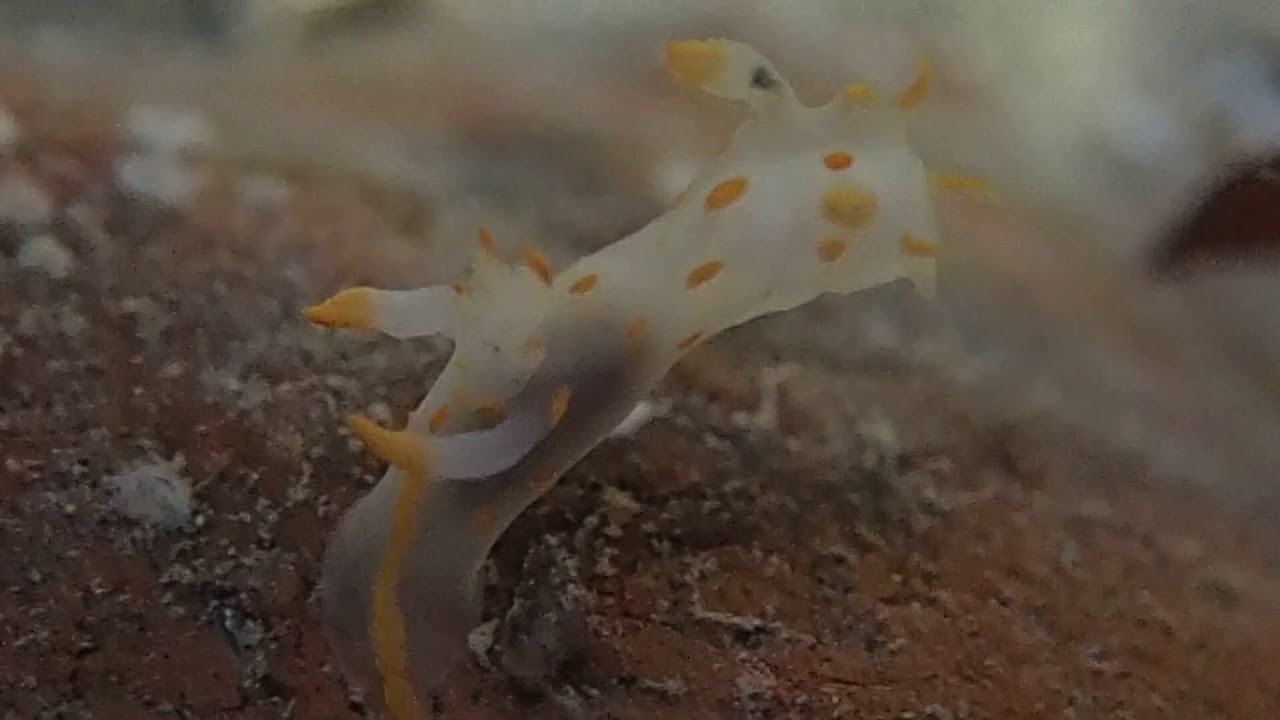 Polycera quadrilineata