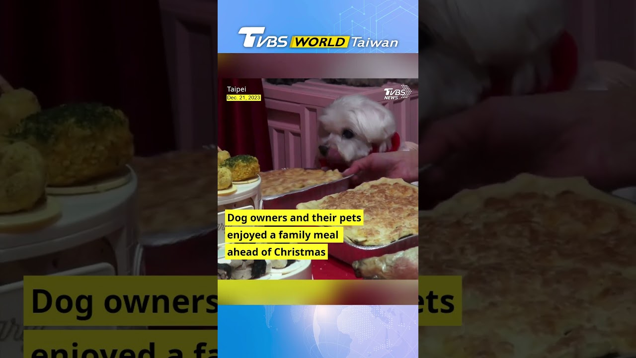 Pets join owners at Christmas charity event for stray dogs 