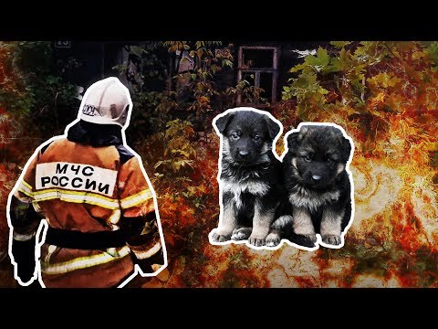 Close Call: Puppies Rescued from the Ashes