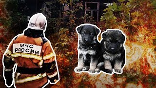 Close Call: Puppies Rescued from the Ashes