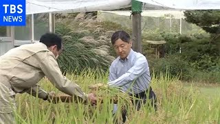 天皇陛下 皇居で稲刈り