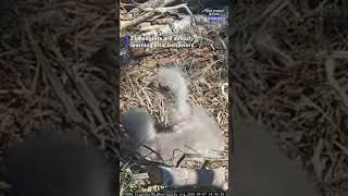 Jackie and Shadows eaglets learn bonking. See the video.