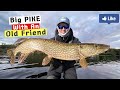 Big pike with an old friend