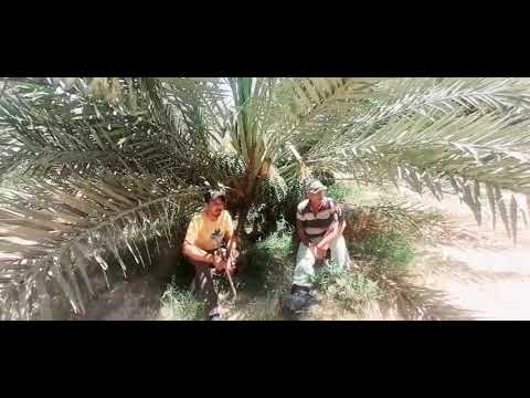 شاهد تحمل النخيل ملوحة مياة الرى