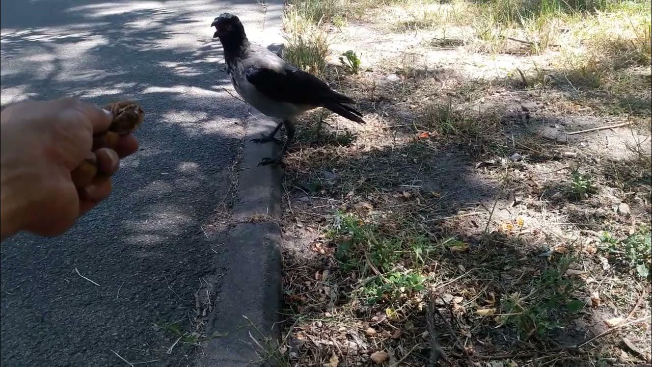 Старшая ворона показывает удивлённому воронёнку,как забирать у людей ...