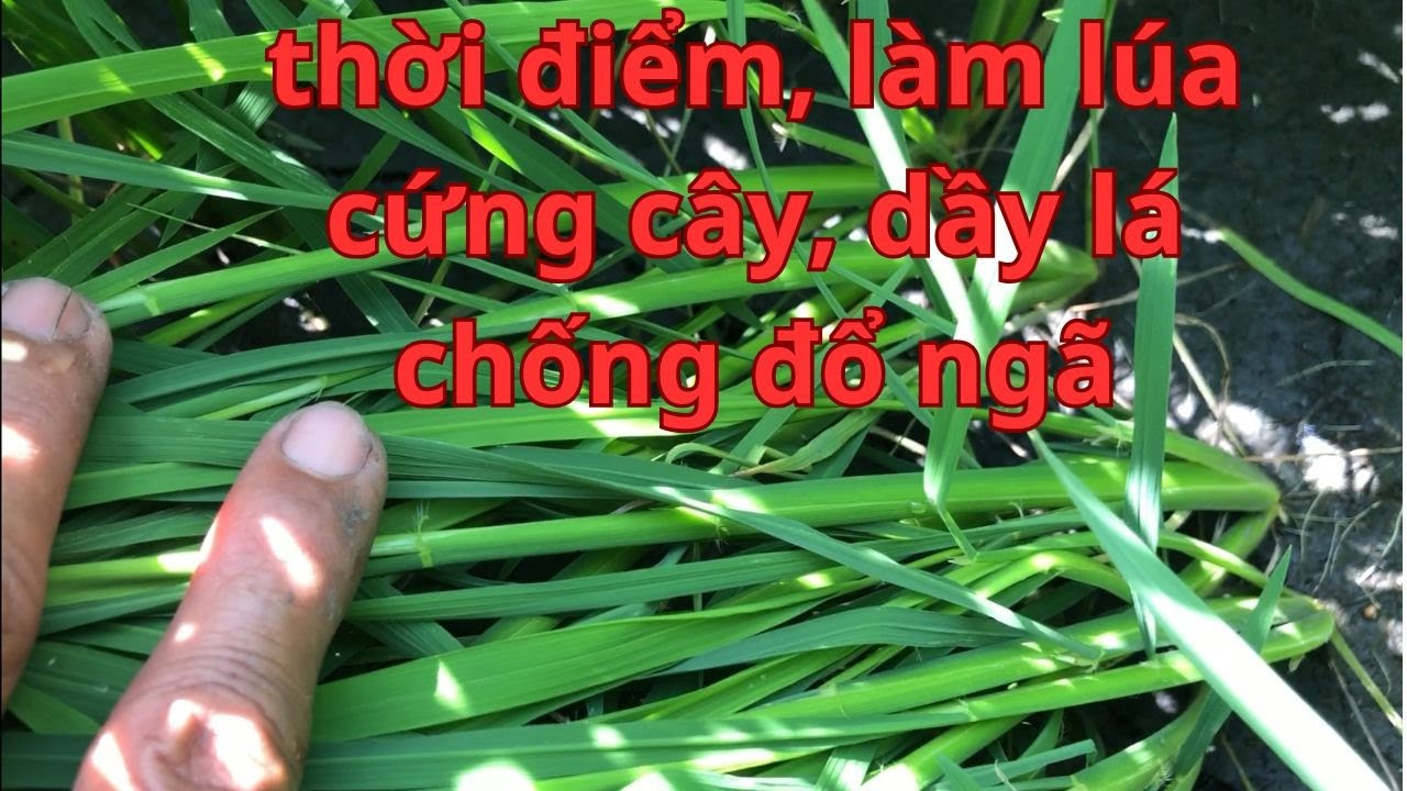 công thức bón phân, chọn thời điểm, cắt nước hợp lý, CHỐNG ĐỖ NGÃ, XANH LÁ TỚI CẮT