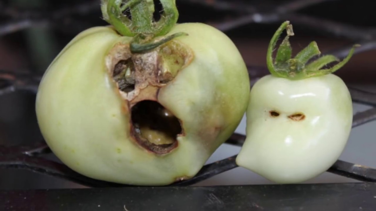 Amazing Nature Creations