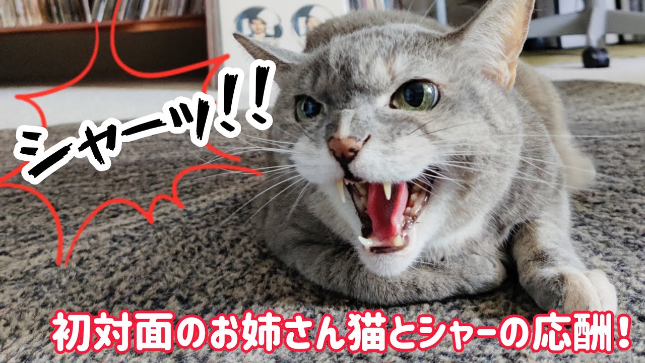 お姉さん猫とシャーの応酬しちゃうポム！】ハワイ生活  猫友達宅訪問 