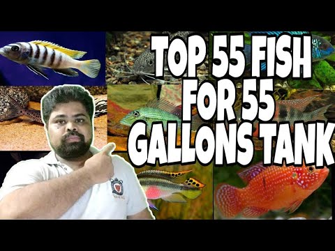 Vídeo: Melhor peixe para um tanque de 55 galões