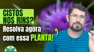 Cistos No Rins Proteja Seus Rins Com Essas Plantas Eficientes