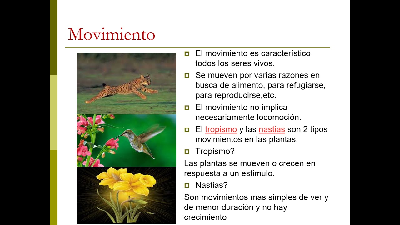 CARACTERISTICAS DE LOS SERES VIVOS - YouTube