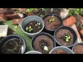 Tales from the Potting Shed - Episode 27