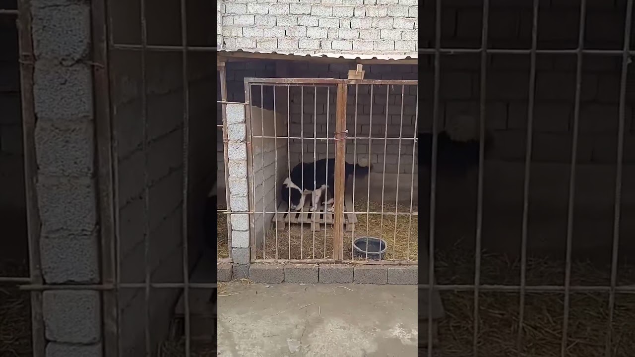 Нексия принц узбекистана