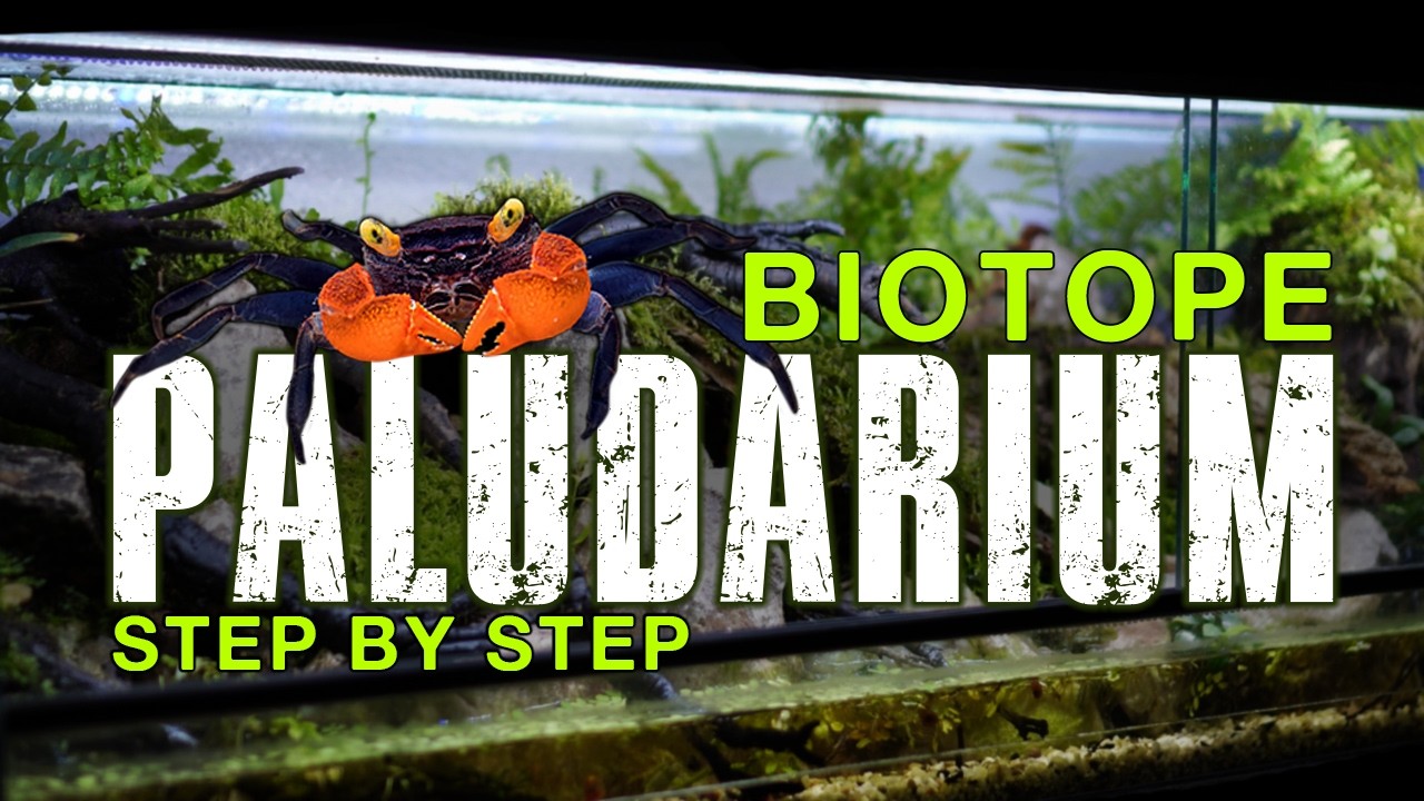 Creating a Vampire Crab BIOTOPE Ecosystem. YouTube