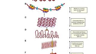 BIO 155 CH11 Mitosis Part 1