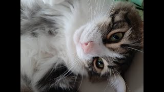 Osmik - Ceren Sungurun Odasını İşgal Ediyor