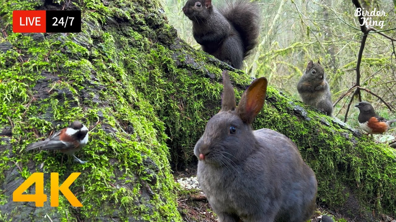 🔴 24/7 LIVE: Cat TV 😺 Lovely Birds and Squirrels in the Forest 🐦 4K Cat Games