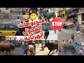 هروب عجل عيد الاضحى اضحك مع العجول الهربانه و هروب الاضاحي 