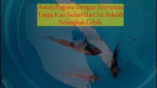Story WA 'ikan koi'