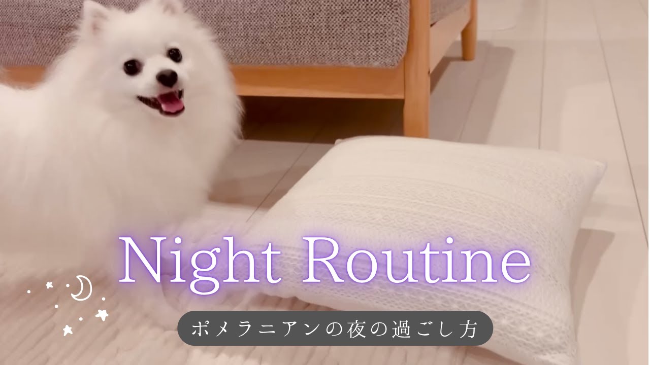 【ナイトルーティン】2歳ポメラニアンの夜から朝までの過ごし方