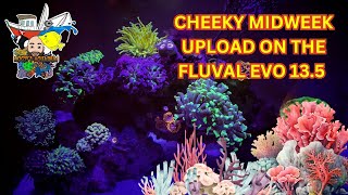 Fluval evo mid week update
In this cheeky little midweek update all on the fluval evo 13.5 nano tank, you guys have asked how its going so maybe if you like this I could do these every week , just a little 6 - 10 minutes video showing you how the corals and fish are doing as well as things to add onto it, and new πͺΈ corals, let me know in the comments below.
Instagram link - https://www.instagram.com/Mogsysaquarium
@ecotechmarine @RedSea @Reef Factory @coralessentials425 @nyosaquatics4487
#redseareefer350 #spscoral #saltwateraquarium #lpscoralreeftank #redseareefer #saltwatertank #reeffactory #howtosetupareeftank #coralaquarium #corals #spscorals
#reeffactorykhkeeper #saltwatermixedreeftank #saltwateraquarium #saltwaterfishing
#saltwatertank #fishtank #sump #90gallonreeftank #saltwatertank #reeffactory #saltwatertank #allmymoneygoestocoral #lpscoralreeftank #reefmat #roller #saltwater #reeftank #aquarium #fishtank #caribsea #twolittlefishes #ecotech #radions #xr15blue #fishaquarium #reefaquarium #reef #marine #marinetank #marinefish #marineaquarium #corals #coral #lps #longpolypstony #saltwaterfish #saltwateraquarium #saltwatertank #glassbox #saltwaterbox #fritzaquatics #bluebox #salty #marinesalt #redseareefer #copperband #butterflyfish #aiptasia #captivebred #yellow #watchman #goby #tailspot #blenny #purple #tang #onespot #foxface #wrasse #sixline #anthias #skimmer #maxspect #maxspectjump #ecotech #ecotechmarine #vortech #mp40 #vca #uvsterilizer #aquaultraviolet #backupbattery #aquaforest #corals #gyre #vortech #vectra #kamoer #doser #dos #versa #aquaticlife #t5 #led #lighting #redsea #reefer #reefing
Equipment Used
TANK2 - Nyos Opus 300 Proline
LIGHTING - 2 Ecotech xr30 gen 6
SKIMMER- Red sea 300
CONTROLLER - Apex multi control system
WAVEMAKER - Red sea Reef wave 45
Vortech MP40QD
Vortech MP10QD
HEATER - D&D Titanium heater with Controller
RETURN PUMP- Ecotech s2
FILTER ROLL- Clarisea sk3000
MEDIA REACTOR- Nyos torq vs1
DOSING PUMPS - Ecotech versa single = dosing Kalkwasser
Kamoer x4 = dosing calcium, alkalinity, magnesium, and CE CVE
SUPPLEMENTS USED
CALCIUM - https://www.coralessentials.com.au/calcium trace.html
ALKALINITY - https://www.coralessentials.com.au/carbonate trace.html
MAGNESIUM - https://www.coralessentials.com.au/magnesium trace.html
CORAL ESSENTIALS CVE - https://www.coralessentials.com.au/cve.html
- https://www.coralessentials.com.au/coral-power-food.html
CORAL POWER GRO - https://www.coralessentials.com.au/coral-power-gro.html
CORAL POWER AMINO - https://www.coralessentials.com.au/coral-power-amino-ready.html
00:00 Introduction
00:11 Welcome Back Guys
00:56 Update on the Nano
05:25 Water Perameters Fluval evo mid week update