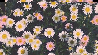 gfriend finger tip slowed   reverb