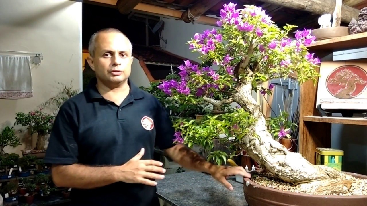COLETA BOUGANVILE 01 (PRIMAVERA) BONSAI | Como Fazer Bonsai
