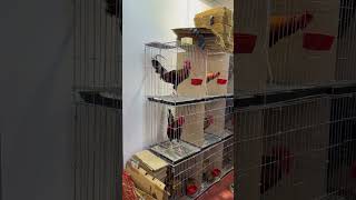 Dl Gamefarm Doyet Lapido  Smx Moa Expo 2025