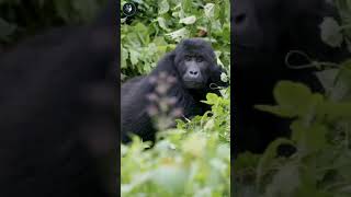 Grauer’s gorillas build new nests every night for sleeping 🦍🐒🦍🐒