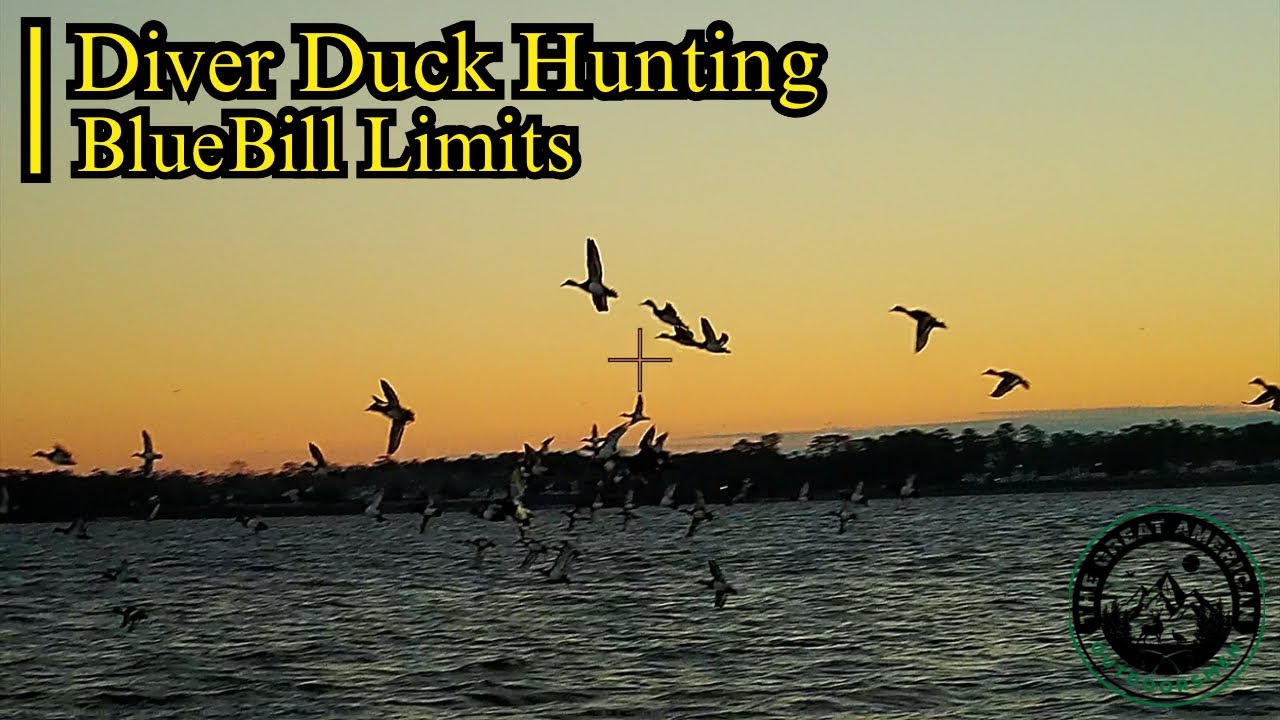 Diver Duck Hunting | BlueBill Limits