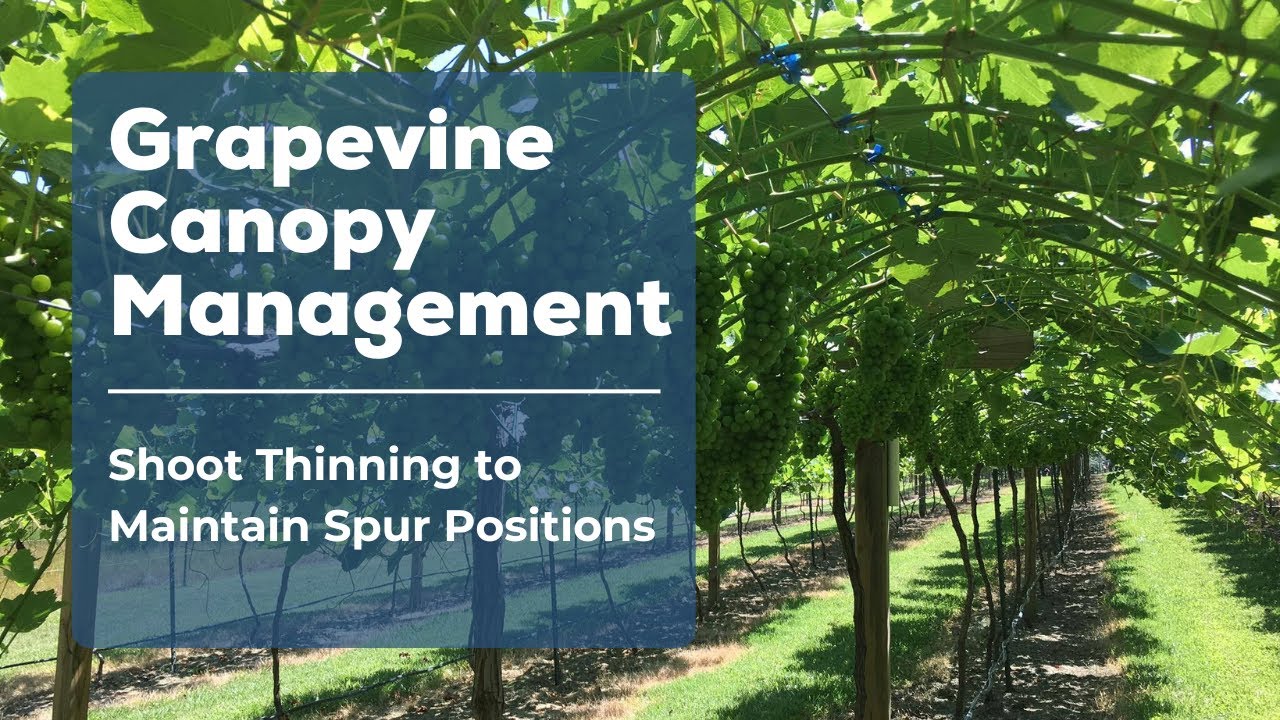 GCM Ep12 - Shoot Thinning to Maintain Spur Positions 