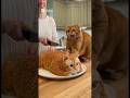 Real Cat Freaks Out! She Cuts a Cat Cake! #shorts