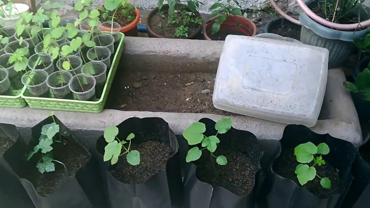 120 seeds survived, 16 failed in our urban garden