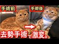 去勢手術をした保護猫の性格が激変⁉︎【スコティッシュフォールド】