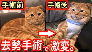 去勢手術をした保護猫の性格が激変⁉︎【スコティッシュフォールド】