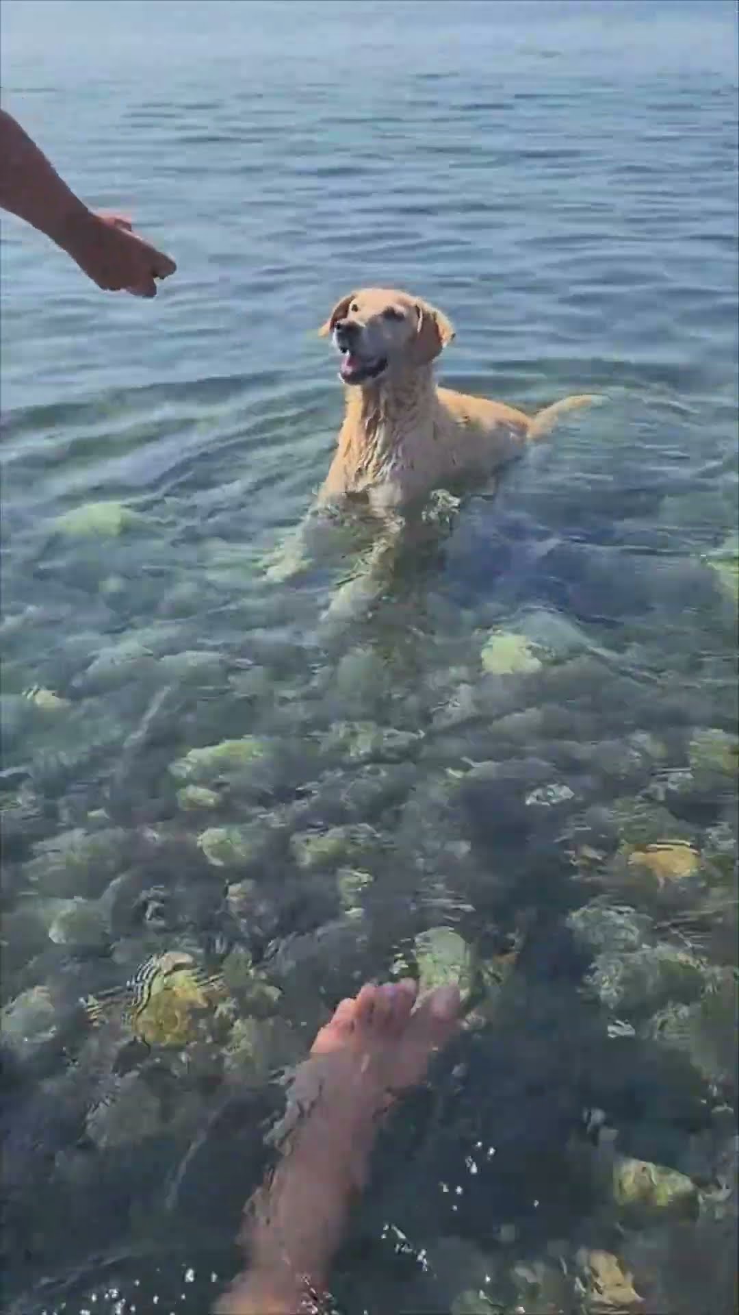 Dog Plays Fetch with a Rock Tossed into the Sea