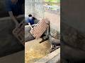 The pig farmer cleverly drives the aggressive black pig into the iron cage. #farmerwork #work
