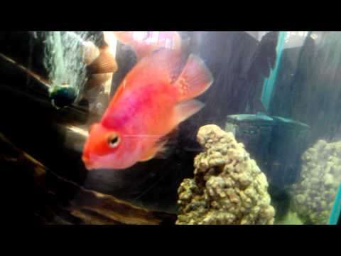 Parrot breeding