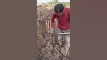 How to Harvest Yams Efficiently | Yam Digging Technique