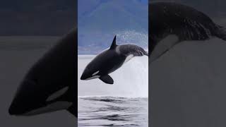 Orcinus orcas #amaneceres #paisajes #flores