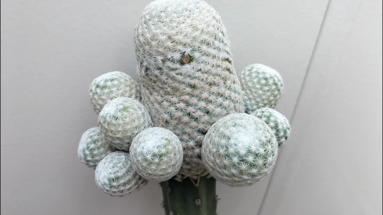 あ*こ様 25-白花緑喉 良香り 丸花弁 新品種花サボテン ロビビア属