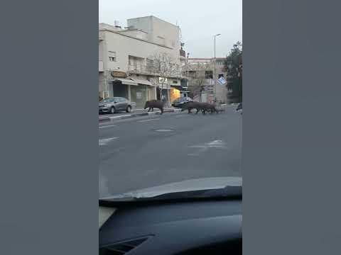 КАБАНЫ В ХАЙФЕ - YouTube