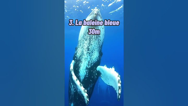 Top 5 des animaux marins les plus grands au monde
