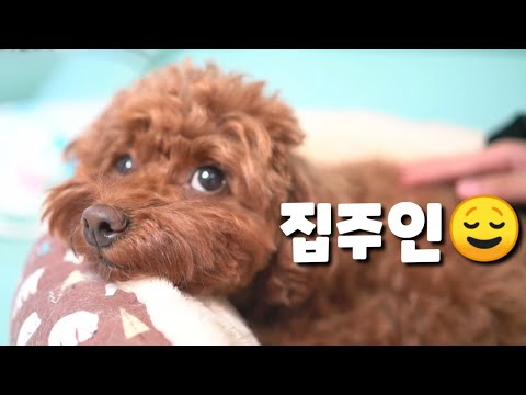 집주인 행세하는 지존 강아지 꼬니ㅋㅋㅋ