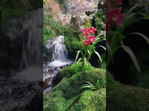 How amazing to grow orchids propagate plant fast and easy #4901