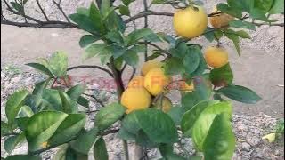 JM Tropical Fruit Park. Citrus Fruit in tree.