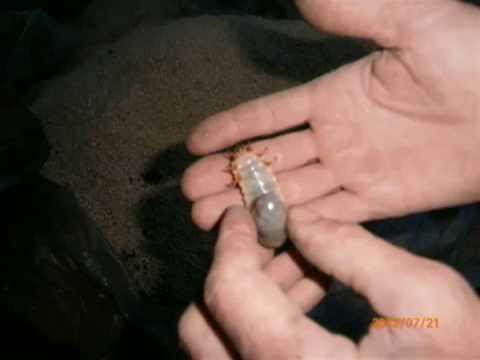 Видео: Насекомые-вермикультуры - Что делать с жуками в биогумусах