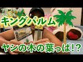【ヤシの木の葉っぱブラント】キングパルム　レビュー