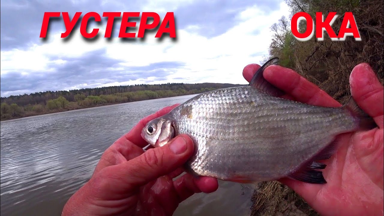 ГУСТЕРА ПРОСНУЛАСЬ. Реальная рыбалка на ОКЕ ранней весной. - YouTube
