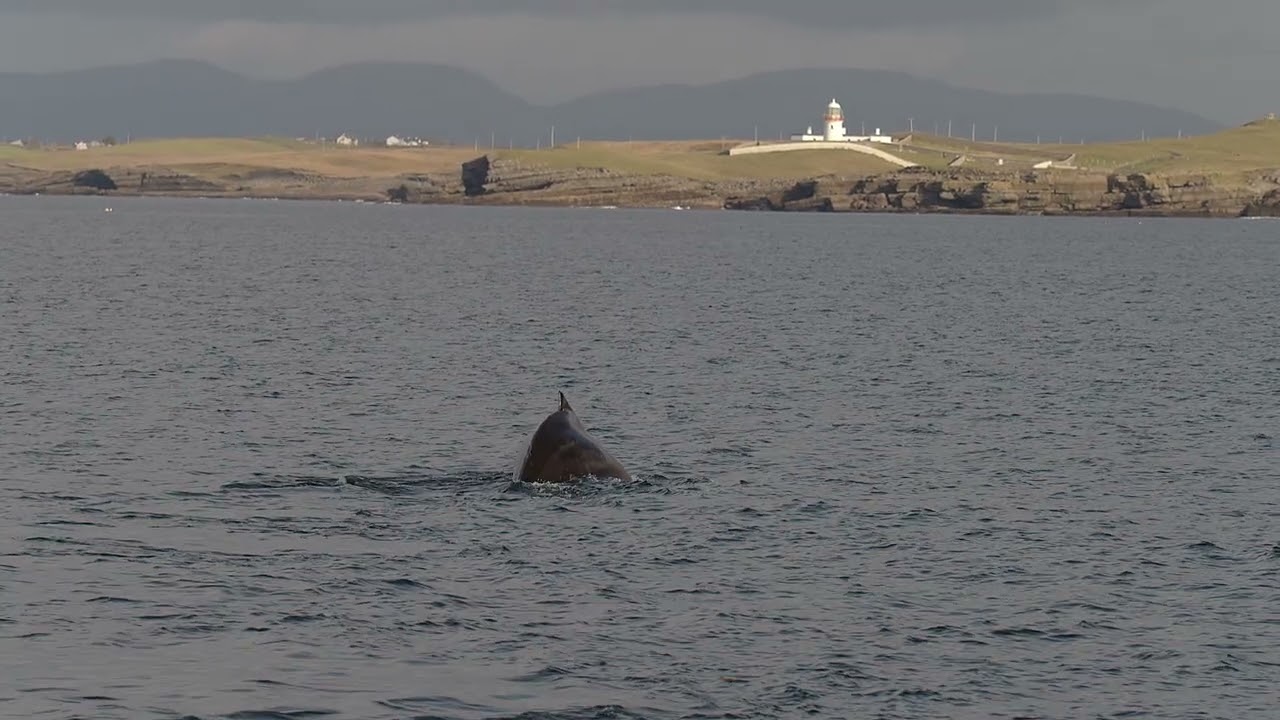 Humpback Whale Donegal Bay